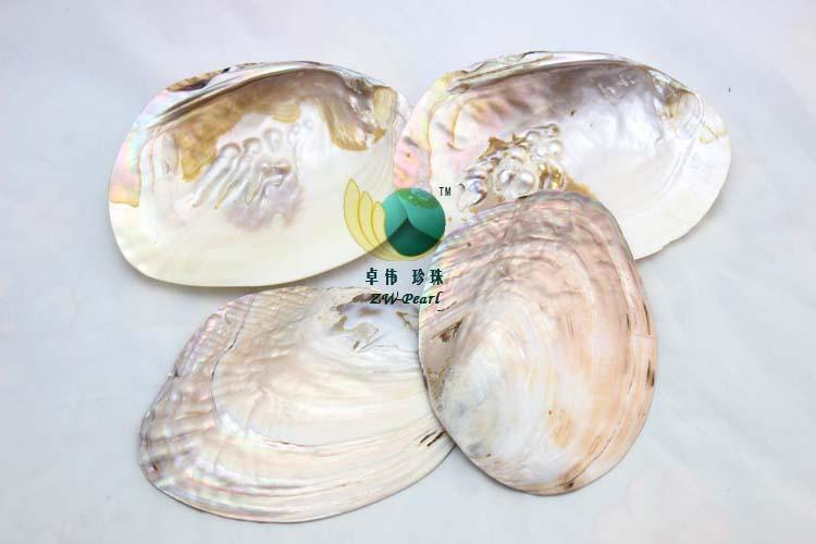 珍珠贝壳 (131224)